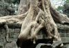 Ta Prohm and its Gigantic Trees