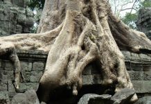 Ta Prohm and its Gigantic Trees