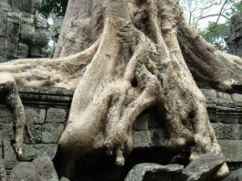 Ta Prohm and its Gigantic Trees