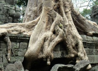 Ta Prohm and its Gigantic Trees