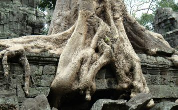 Ta Prohm and its Gigantic Trees