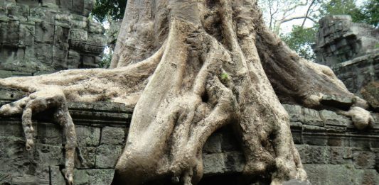 Ta Prohm and its Gigantic Trees
