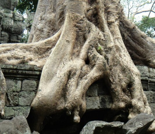 Ta Prohm and its Gigantic Trees