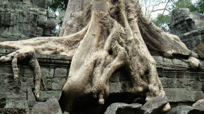 Ta Prohm and its Gigantic Trees