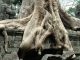 Ta Prohm and its Gigantic Trees