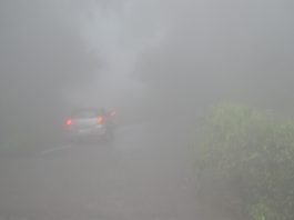 Wayanad the Land of Paddy Fields
