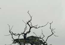 The Unforgettable Himachal- Shimla