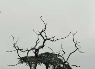 The Unforgettable Himachal- Shimla
