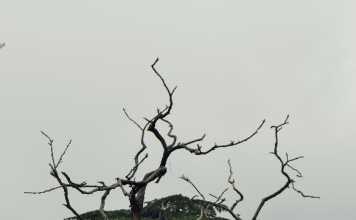 The Unforgettable Himachal- Shimla