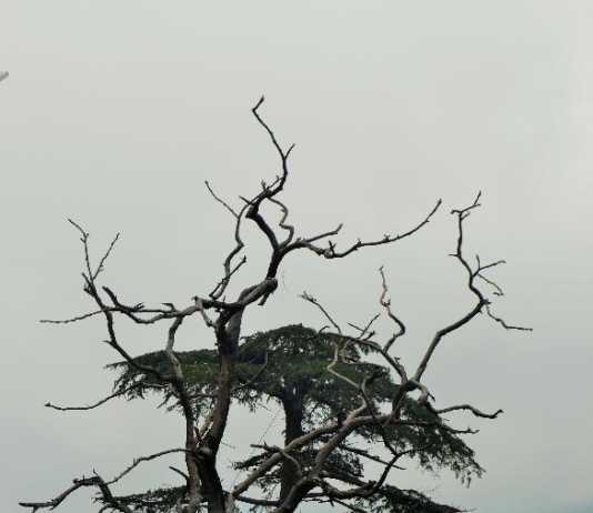 The Unforgettable Himachal- Shimla