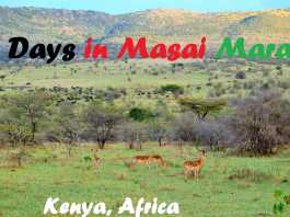 Our 3-day-Safari Experience in Maasai Mara