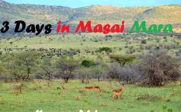Our 3-day-Safari Experience in Maasai Mara