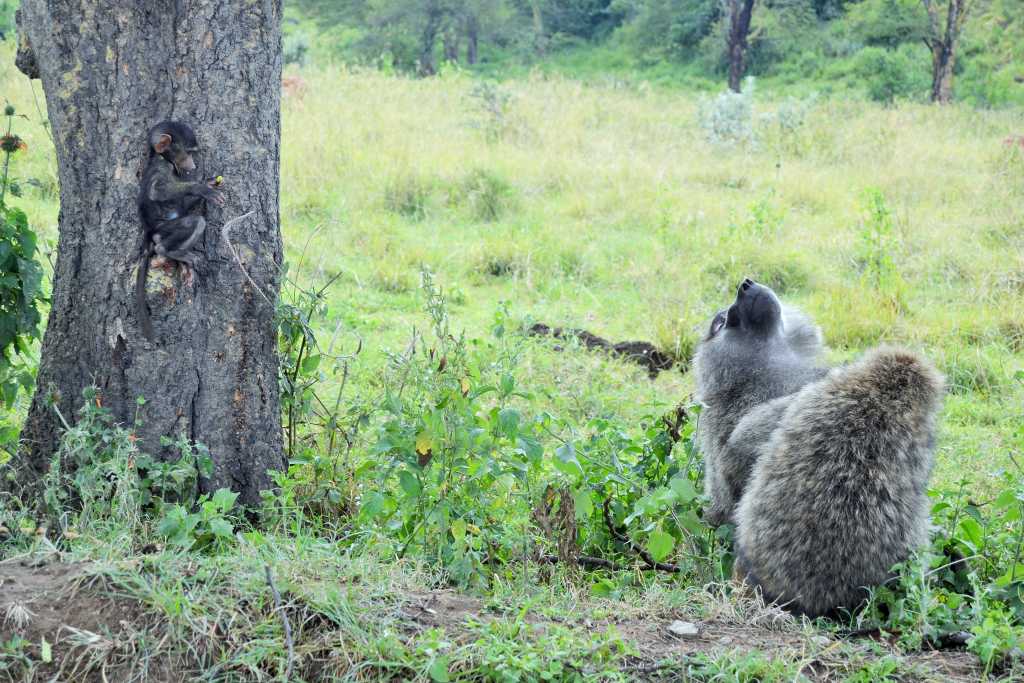 Lake Nakuru Baboons