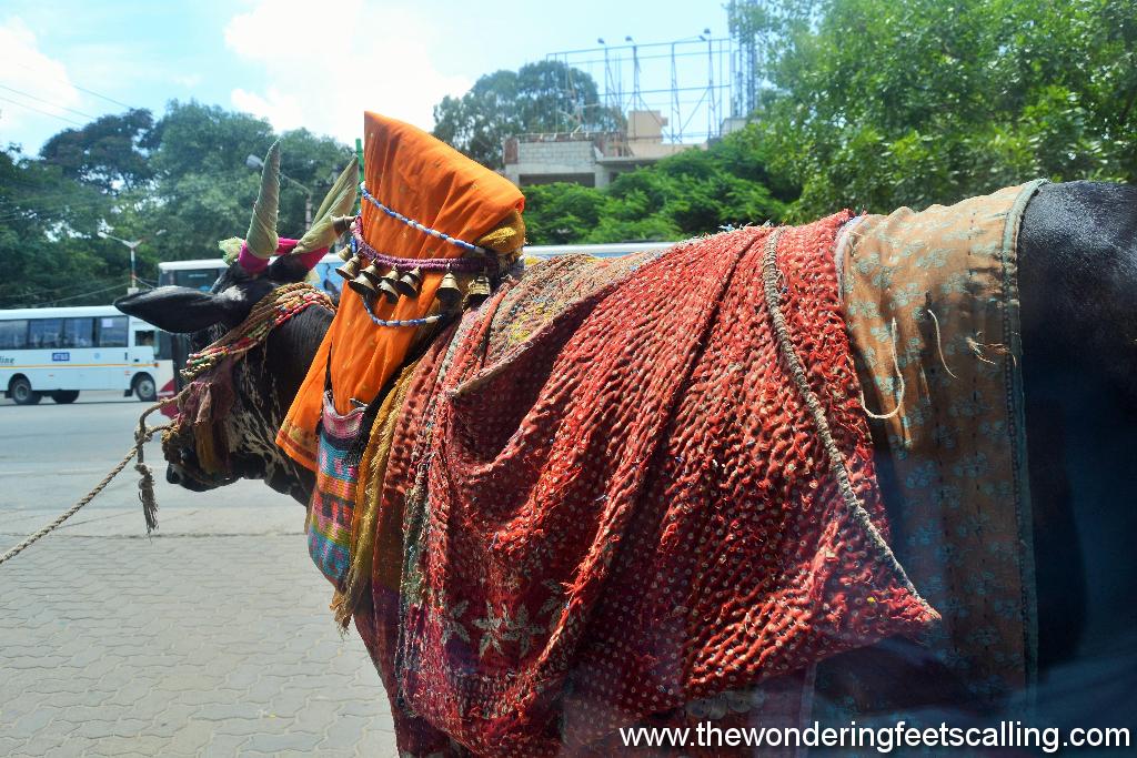 cow in mysore