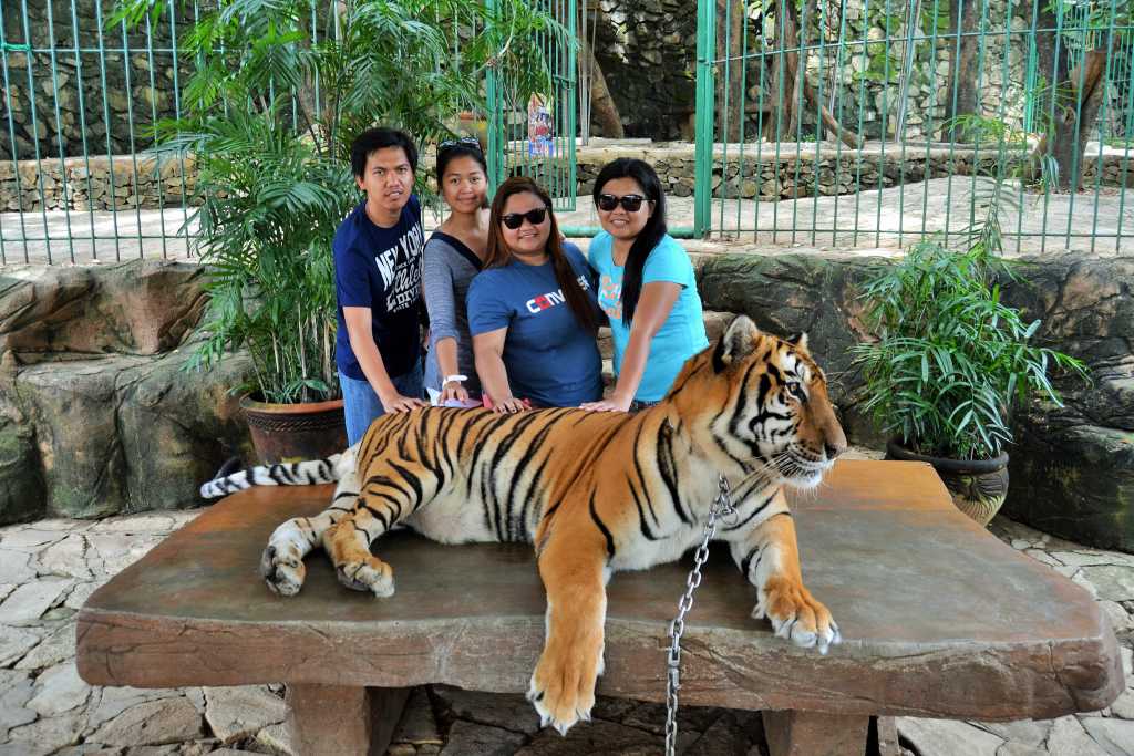 One of the famous Governors tiger pet