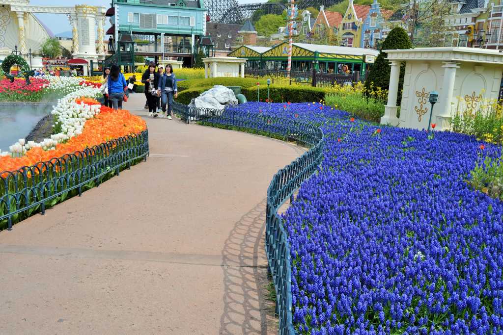 Everland Seoul Korea Lavander