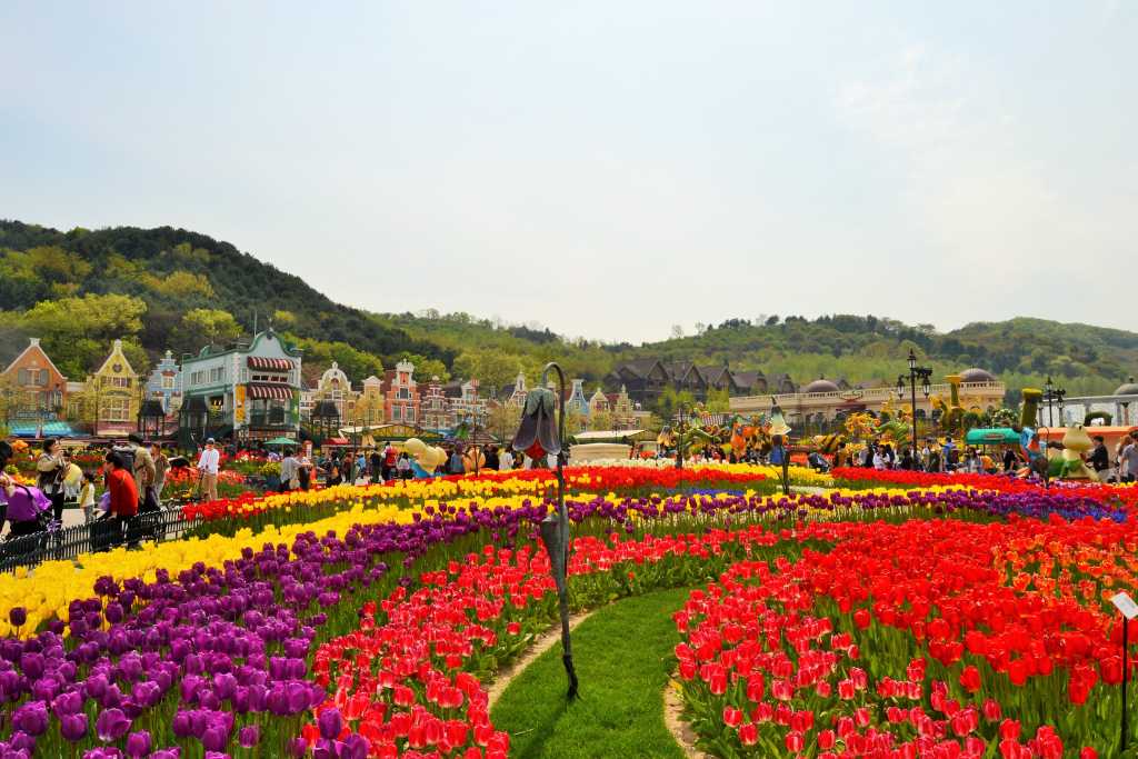 Everland Tulips