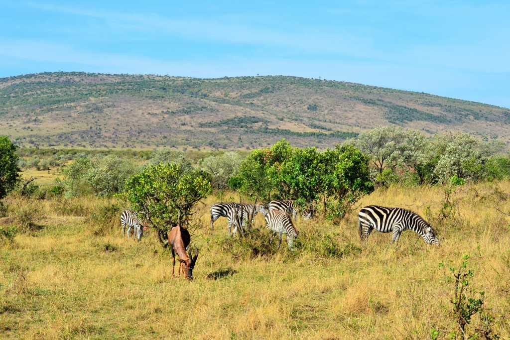 Masai Mara Day 2- Zebra and Impala