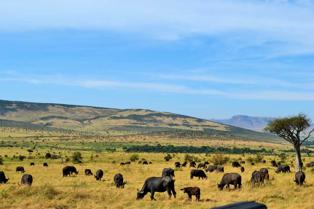 Masai Mara Day 2- Buffalo