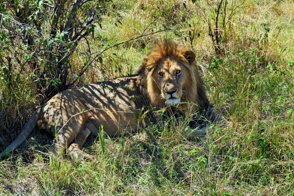 Masai Mara Day 2- Lion