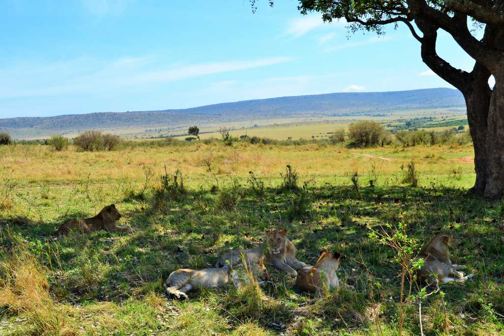 Masai Mara Day 2- Pride of Lion