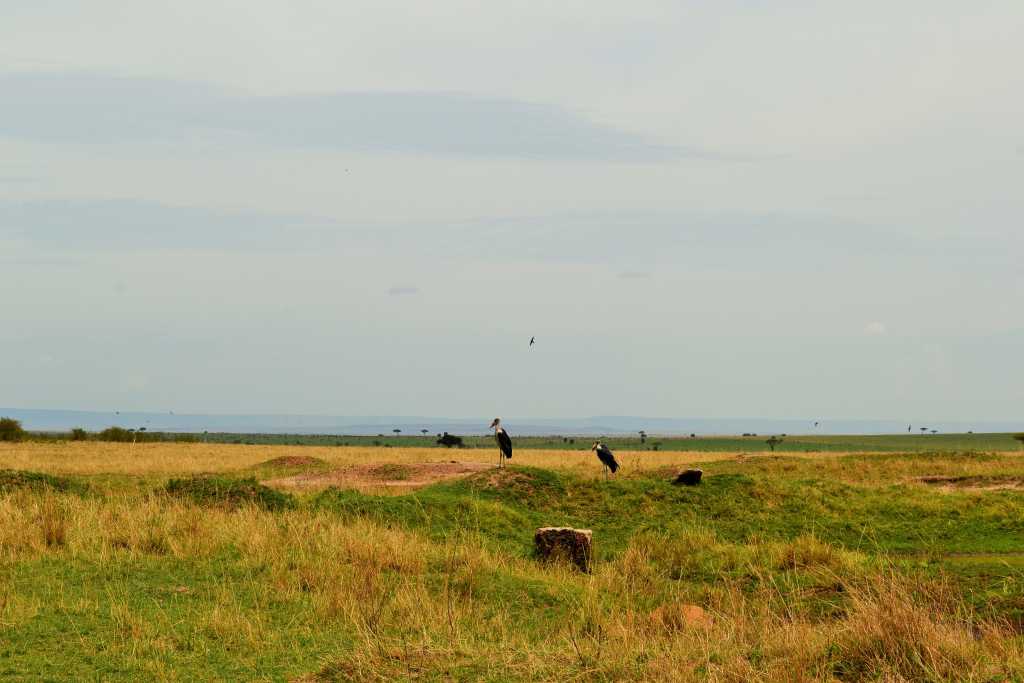 Masai Mara Day 2- Vultures