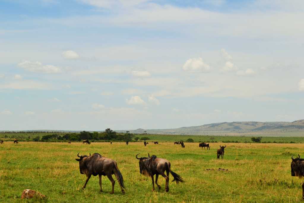 Masai Mara Day 2- Wildebeest