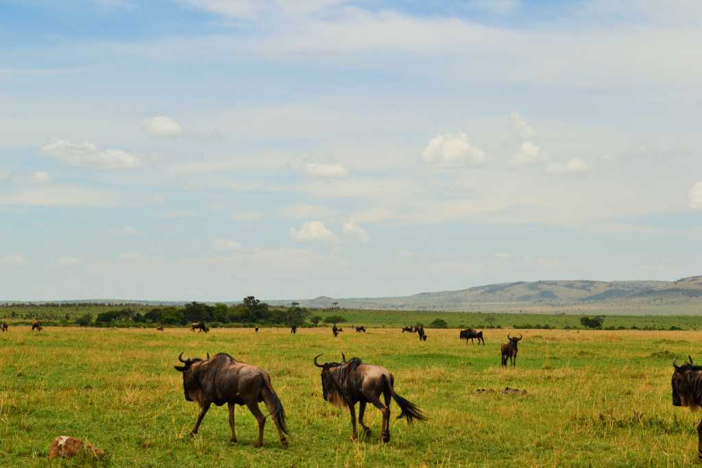 Masai Mara Day 2- Wildebeest
