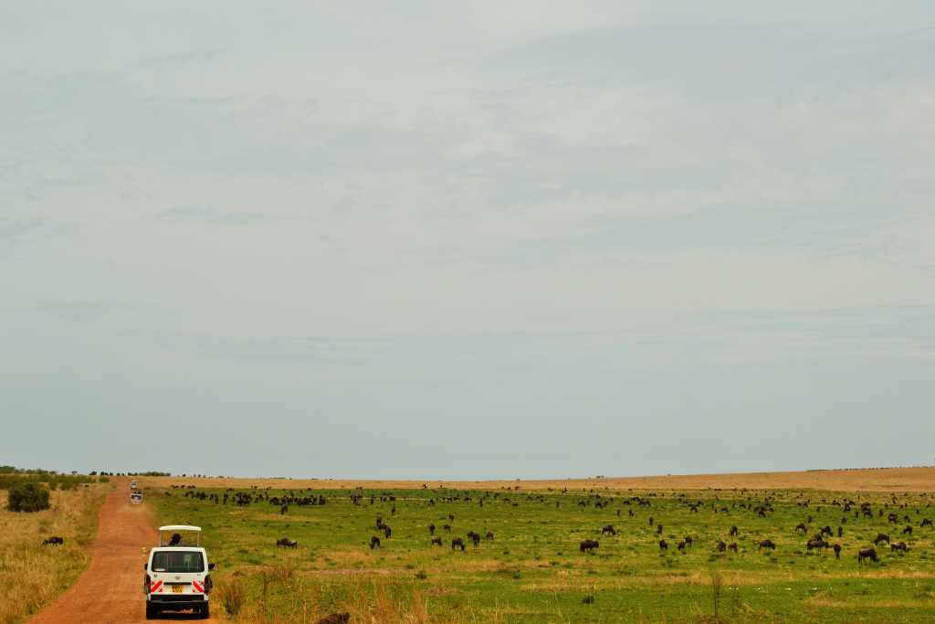 Masai Mara Day 2- Wildebeest