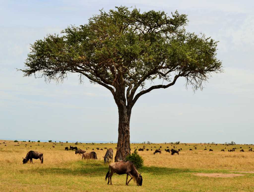 Masai Mara Day 2- Wild beest