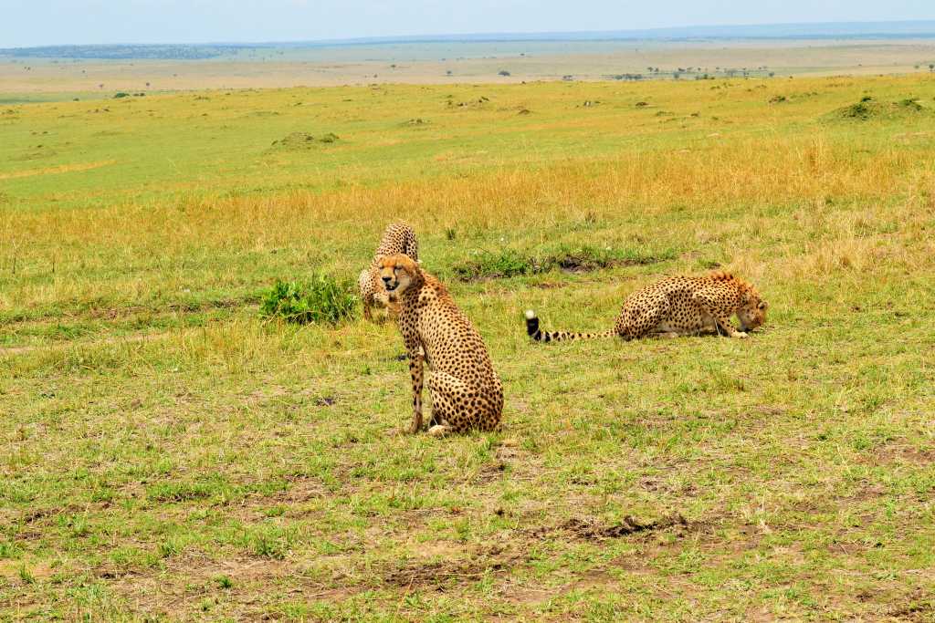 Masai Mara Day 2- Cheetahs