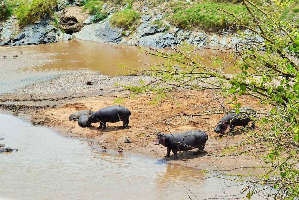 Masai Mara Day 2- Hippos