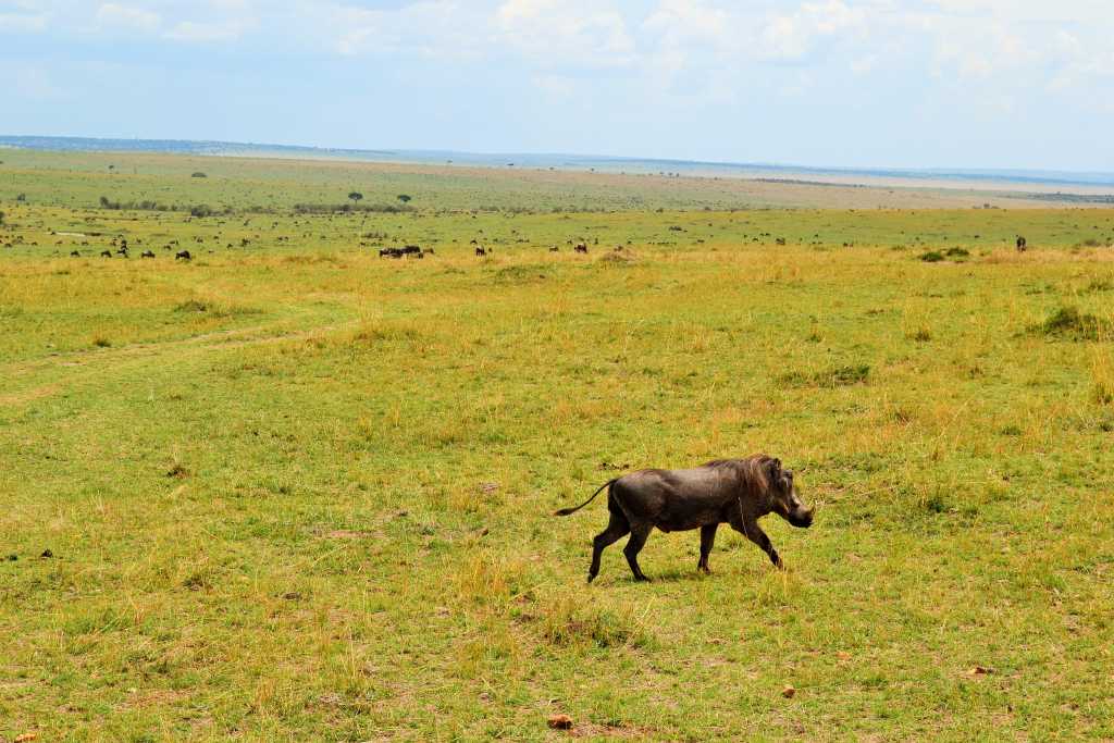 Masai Mara Day 2- Pumba