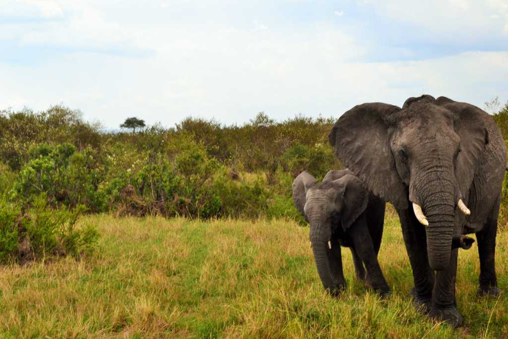 Masai Mara Day 2- Elephants