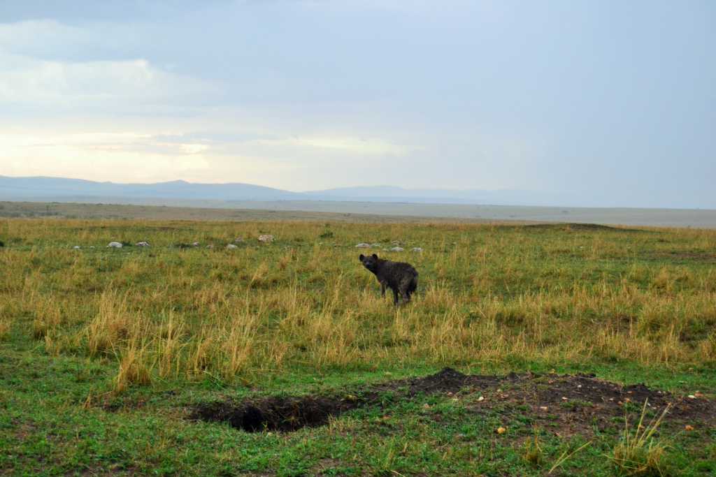 Masai Mara Day 2- Hyena