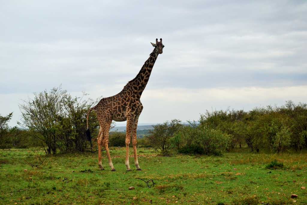 Masai Mara Day 3- Giraffe