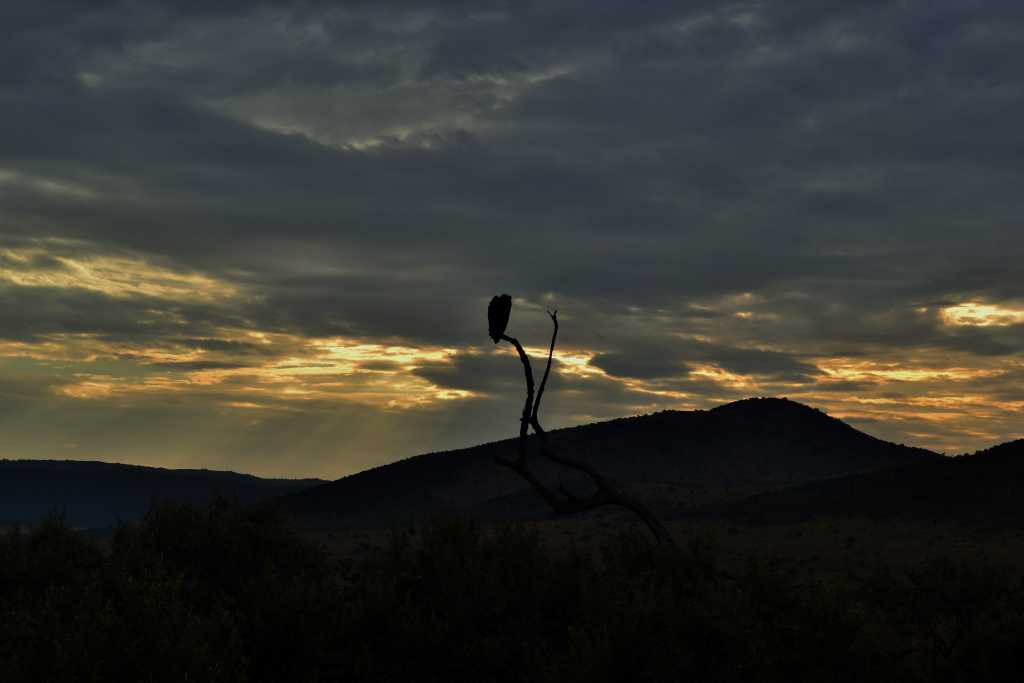 Masai Mara Day 3