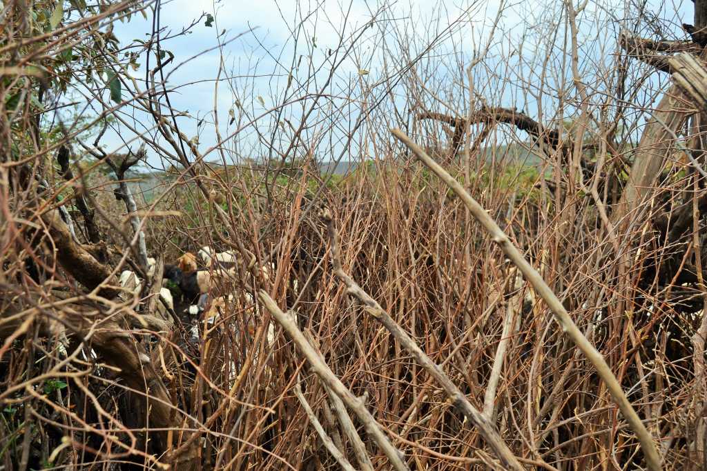 Fenced with trees and bushes to protect themselves against any animal attacks