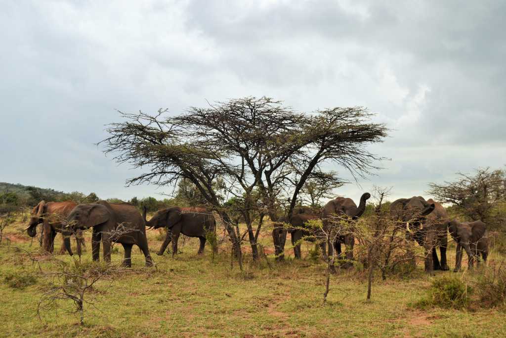 masai-mara-day-1-elephants