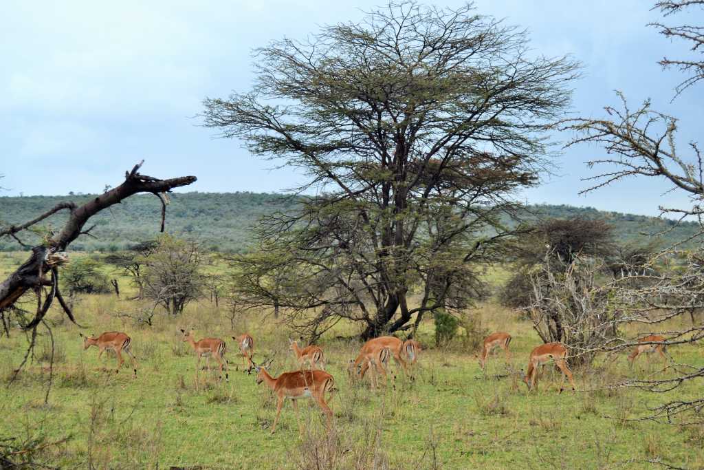 masai-mara-day-1-impala
