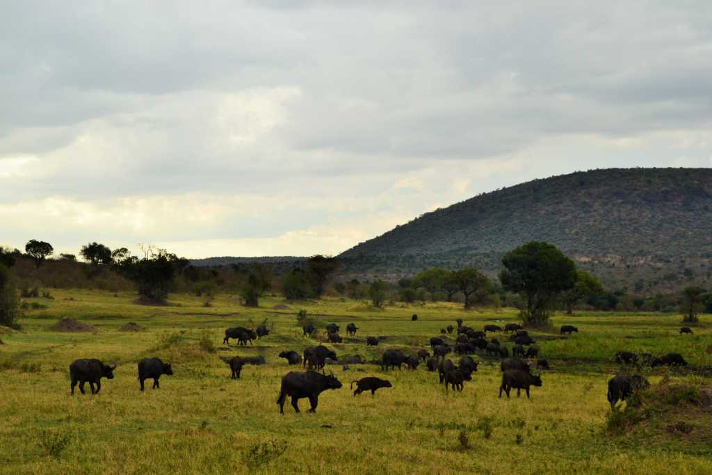 masai-mara-day-1-buffalo