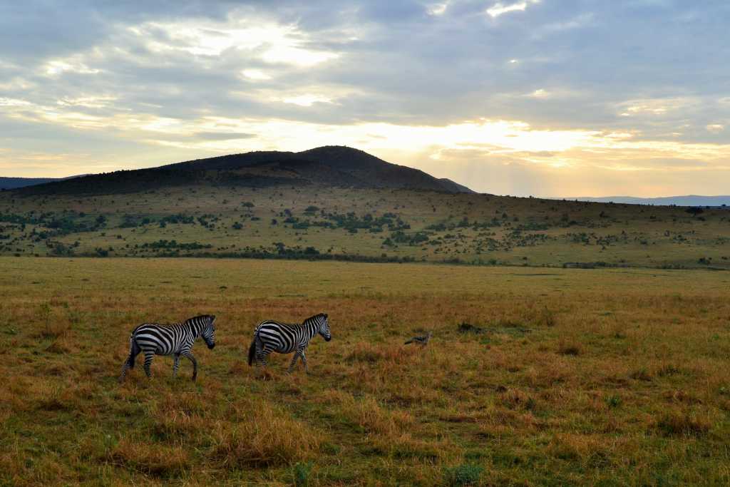 masai-mara-day-zebra