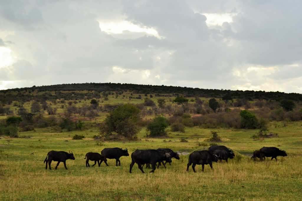 masai-mara-day1-buffalo