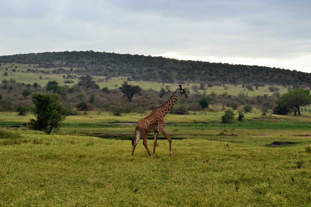 masai-mara-day1-giraffe