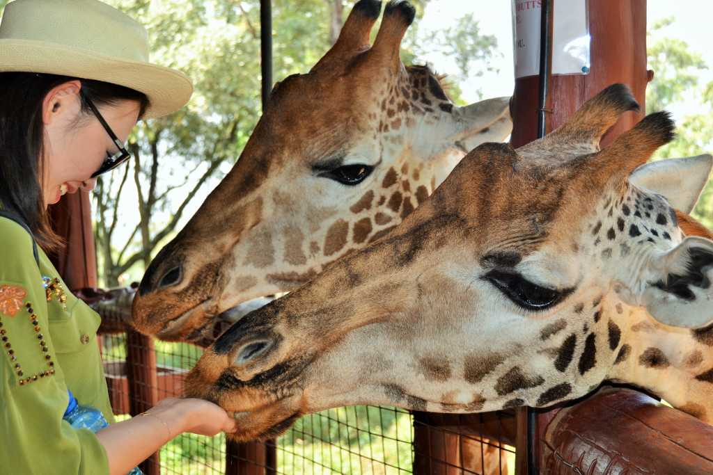 Nairobi Giraffe Center