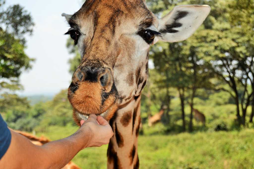 Nairobi Giraffe Center