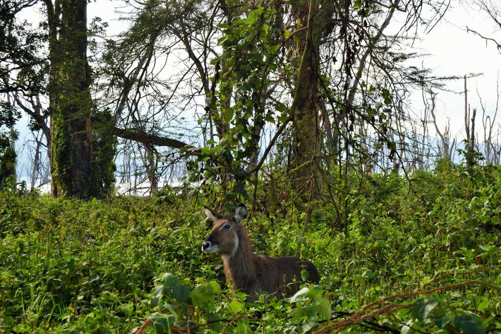 Lake Nakuru Waterbuck