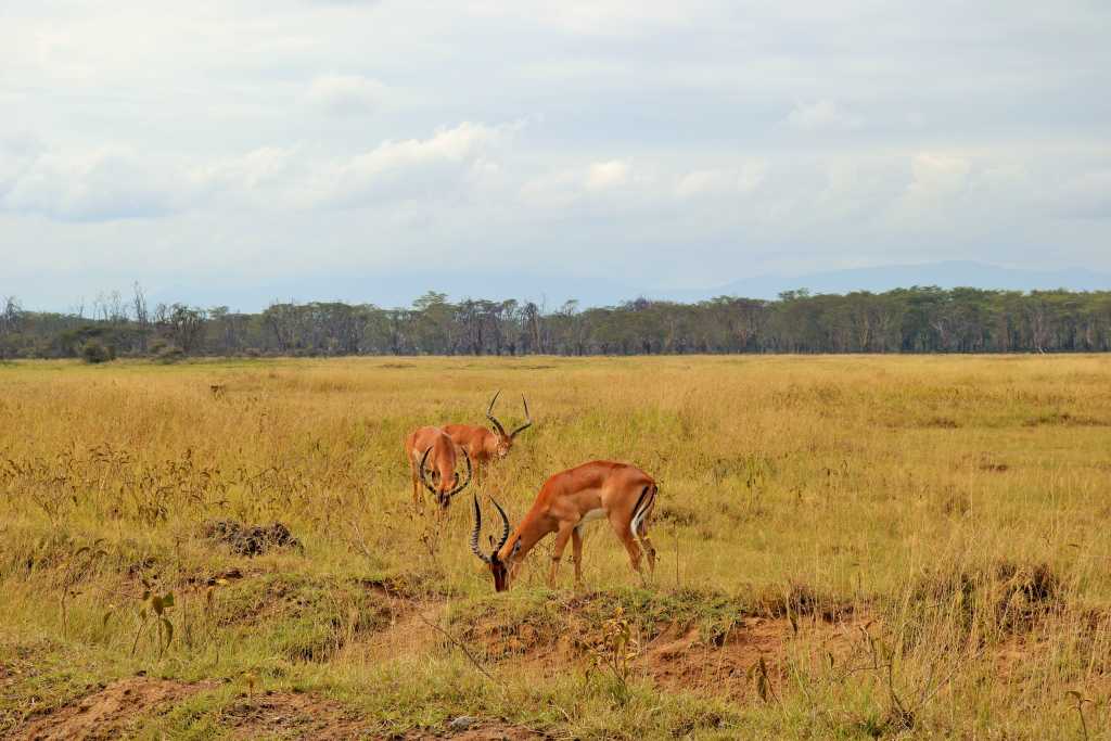 Lake Nakuru Impala