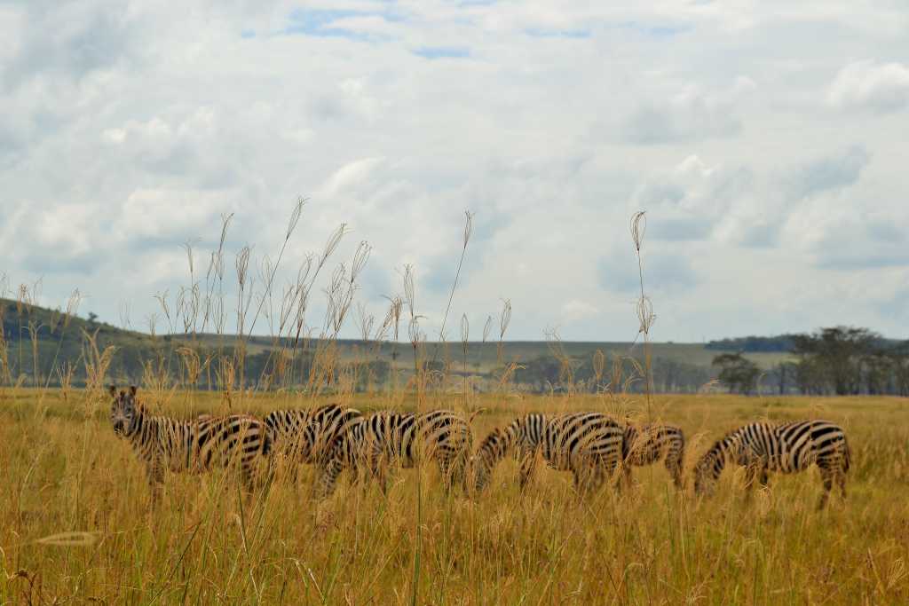 Lake Nakuru Zebras