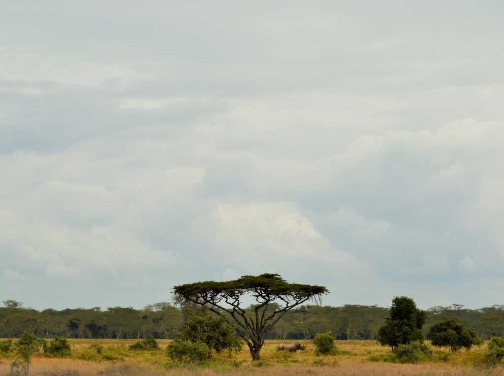 Lake Nakuru Rhino